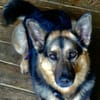 LOBO