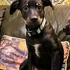 MERLIN  (Martina)