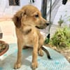 FERN  (Martina)