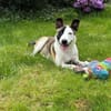 Wer schenkt Tralee ein Zuhause?
