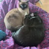 Notfall - Mila & Masha suchen ein Dich!