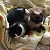 Notfall - Mila & Masha suchen ein Dich!