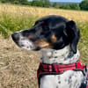 Yuna2 verschmust und gesellig 05/24 DE