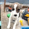 Aira sucht ein Zuhause für immer
