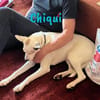 Chiqui liebevoll und verspielt 09/22 DE
