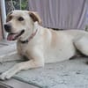 Luna, 1,5-jährige  Labi Hündin