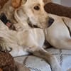 Luna, 1,5-jährige  Labi Hündin