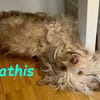 Mathis - anhänglich und aktiv 08/22 DE