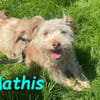Mathis - anhänglich und aktiv 08/22 DE
