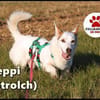 Corgi Mischling Peppi sucht sein Glück