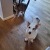 Corgi Mischling Peppi sucht sein Glück