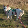 Corgi Mischling Peppi sucht sein Glück