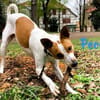 Pecas bereit fürs Abenteuer! 05/22 DE