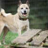 Bonny sucht ein verlässliches Zuhause