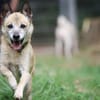 Bonny sucht ein verlässliches Zuhause