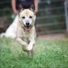 Bonny sucht ein verlässliches Zuhause