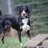 Luna sucht ein Zuhause