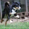 Luna sucht ein Zuhause