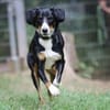 Luna sucht ein Zuhause