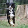 Luna sucht ein Zuhause