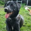 Trudy sucht ein aktives Zuhause