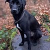 Trudy sucht ein aktives Zuhause