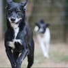 Blacky hat ein schönes Zuhause verdient