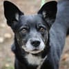 Blacky hat ein schönes Zuhause verdient