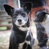 Blacky hat ein schönes Zuhause verdient