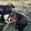 Gerda  Ein Wunderhund voller Liebe