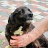Gerda  Ein Wunderhund voller Liebe