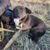 Gerda  Ein Wunderhund voller Liebe