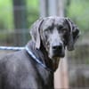 Gino sucht ein standfestes Zuhause
