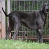Gino sucht ein standfestes Zuhause