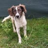 Hübscher Vio sucht neues zuhause!