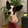 Balerion hätte so gerne ein Zuhause