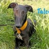 Talco liebenswerter junger Galgo 6/24 DE