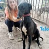 Talco liebenswerter junger Galgo 6/24 DE