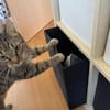 Vermittlungshilfe für junge Dame Arya