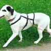 Jiji sanft, ruhig und liebevoll 7/23 DE