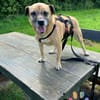 BELLA sucht ihr Glückskörbchen