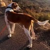 Cracker ein treuer Begleiter 10/21 DE PS