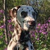 Marshall sucht Pflegestelle/Zuhause