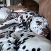 Marshall sucht Pflegestelle/Zuhause