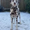 Marshall sucht Pflegestelle/Zuhause