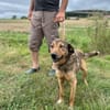 Cuno - dringend Zuhause gesucht!!