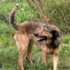 Cuno - dringend Zuhause gesucht!!
