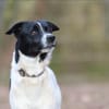 Sensibler Snoopy sucht ein Zuhause