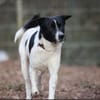 Sensibler Snoopy sucht ein Zuhause