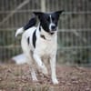 Sensibler Snoopy sucht ein Zuhause